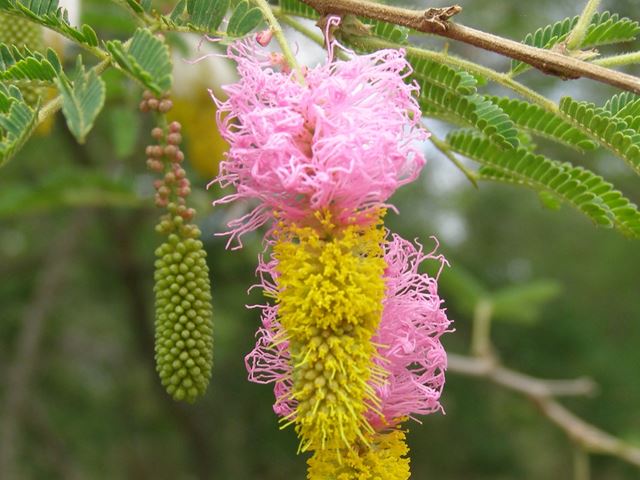 Dichrostachys cinerea flowering plants for pollinators