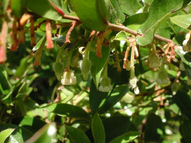 Diospyros whyteana flowers 2