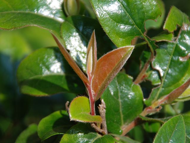 Diospyros whyteana leaves
