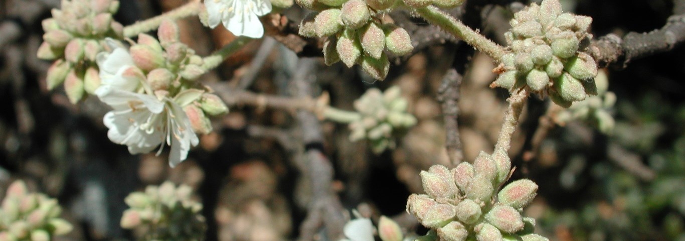 Dombeya rotundifolia