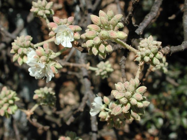 Dombeya rotundifolia flower buds
