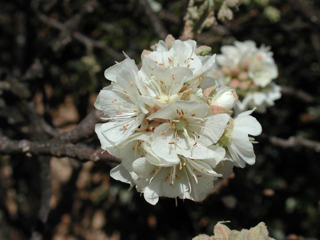 Dombeya rotundifolia flowers