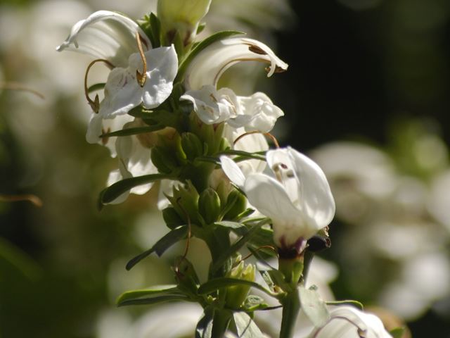 Duvernoia adhatodoides flowers 2