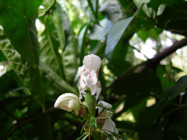 Duvernoia adhatodoides flowers