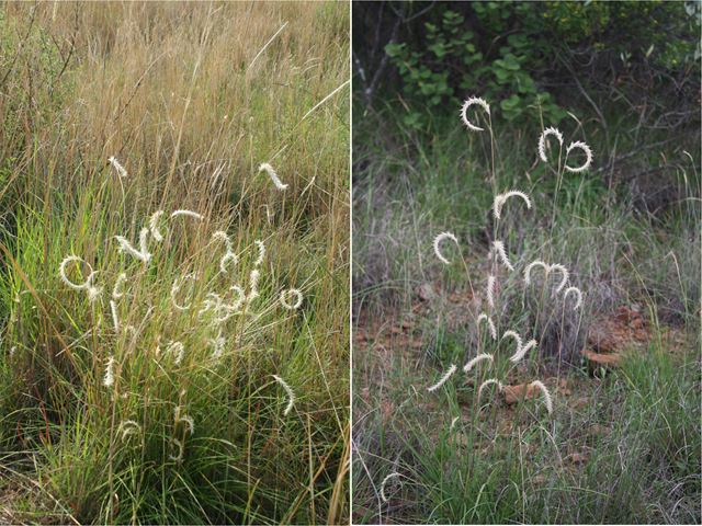 Elionurus muticus ornamental indigenous Grasses
