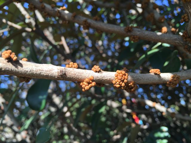 Englerophytum magaliesmontanum Stamvrug indigenous trees with edible fruit(3)