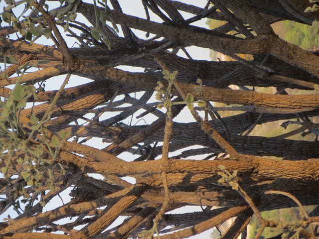 Erythrina latissima bark