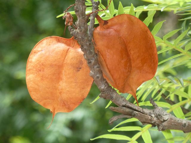 Erythrophysa transvaalensis fruit