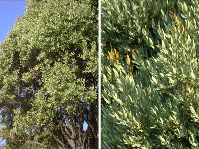 Euclea crispa Blue guarri Hardy Evergreen Highveld tree neat shape