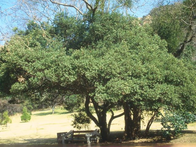 Euclea crispa tree 2