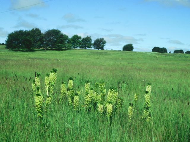 Eucomis autumnalis grassland landscape