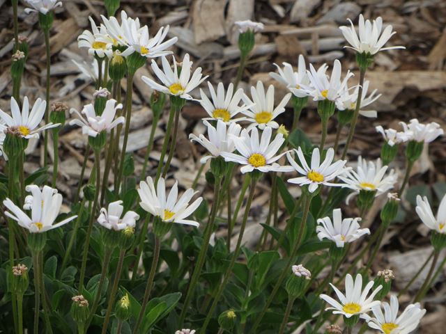 Felicia ammelloides white flowers