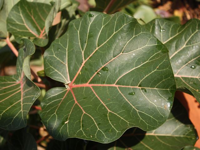 Ficus abutilifolia leaf shape