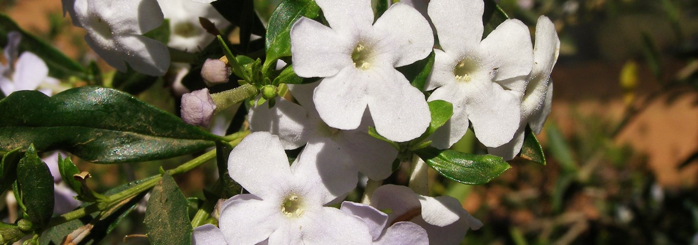 Freylinia tropica