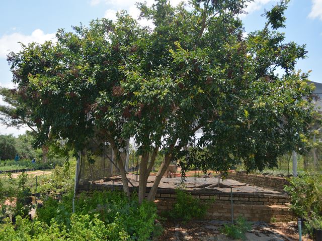 Galpinia transvaalica tree