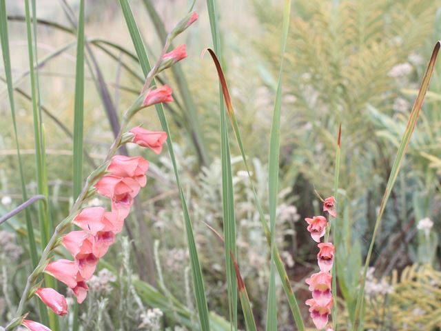 Gladiolus crassifolius in grassland