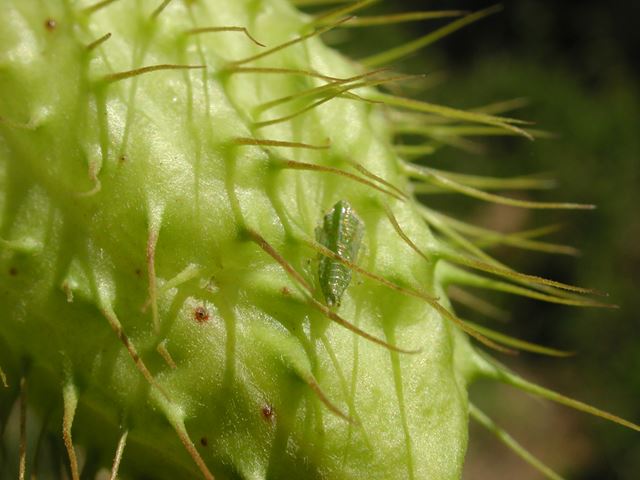 Gomphocarpus fruticosus close up of unripe fruiting body
