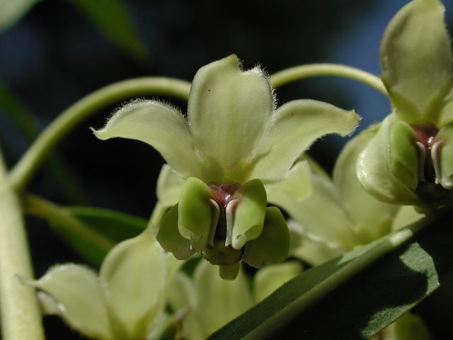 Gomphocarpus fruticosus flower 2