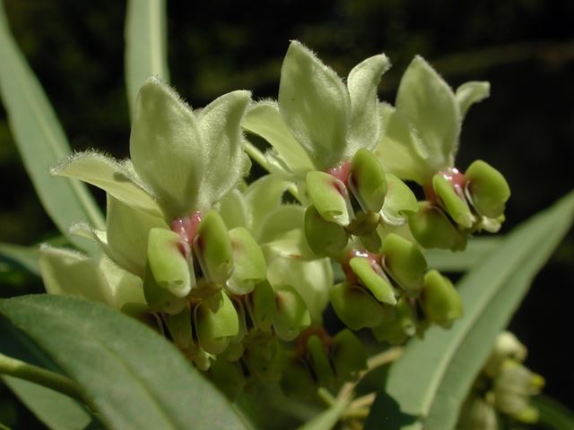 Gomphocarpus fruticosus flowers