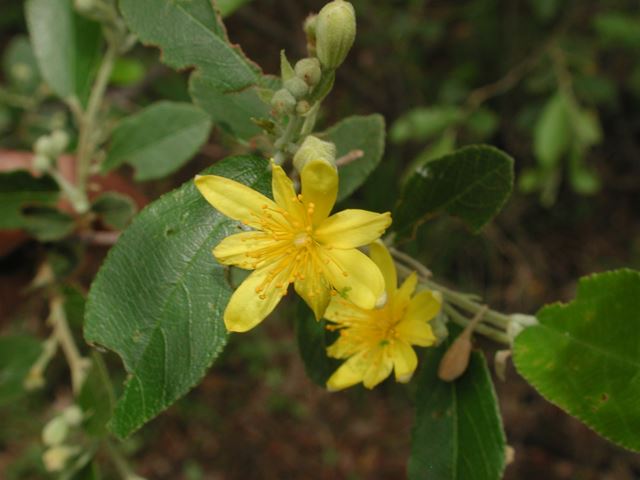 Grewia flava leaves flower and buds