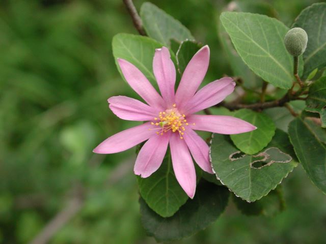 Grewia occidentalis flower 13
