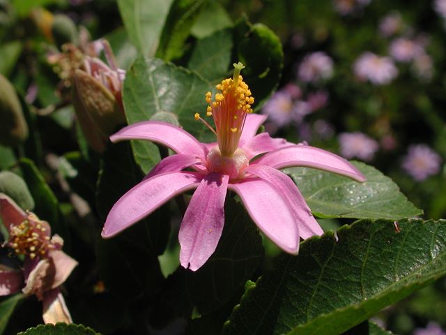 Grewia occidentalis flower 5