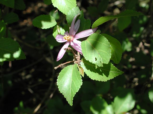 Grewia occidentalis flower leaves
