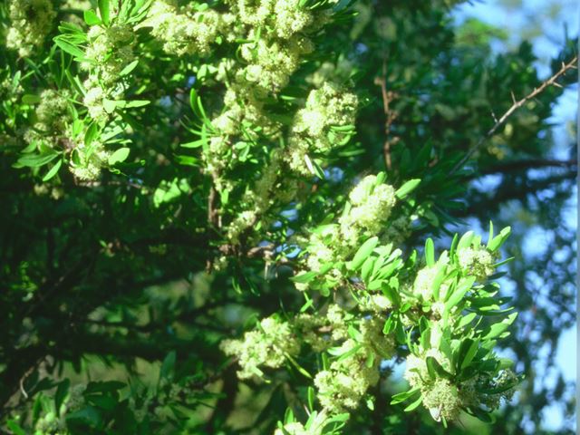 Gymnosporia buxifolia flowering branches