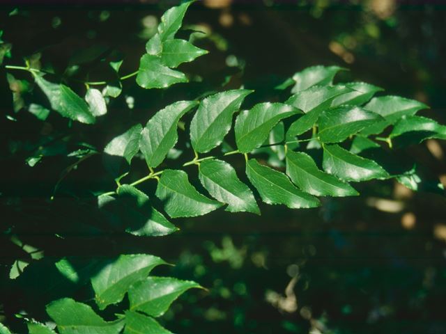Halleria lucida leaves