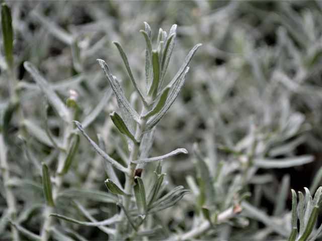 Helichrysum splendidum silver grey foliage