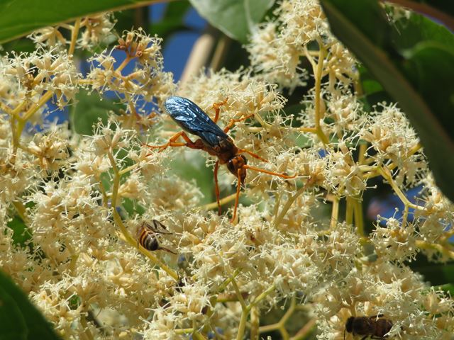 Hemipepsis tamisieri Spider hunting wasp on Nuxia floribunda flowers