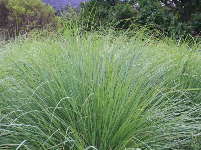 Hyparrhenia tamba Blue Thatching Grass