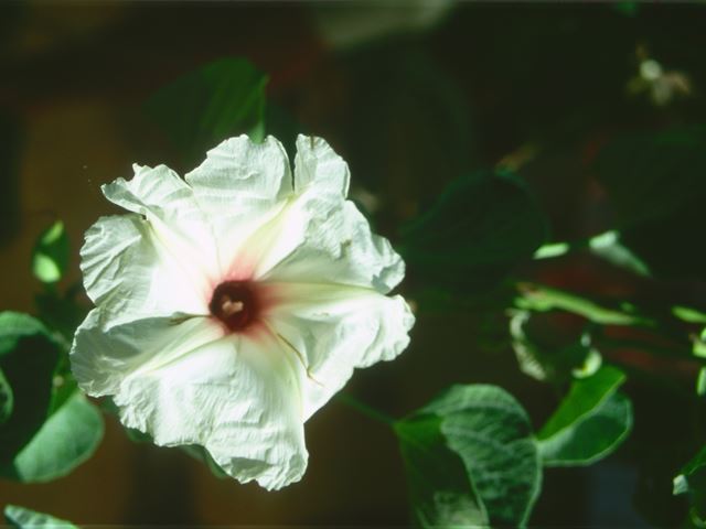 Ipomoea albivenia flowering climber