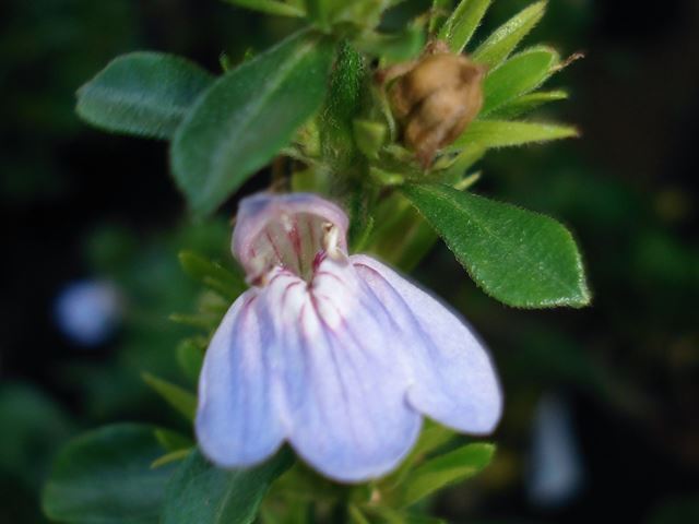 Justicia petiolaris flower 2
