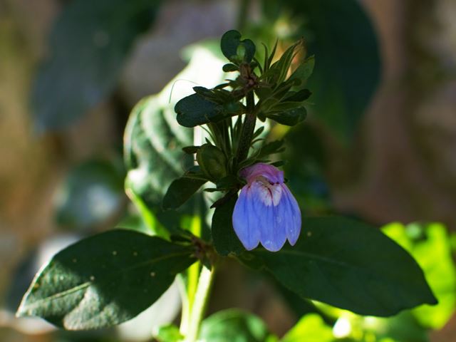 Justicia petiolaris flower