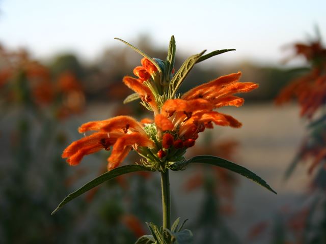 Leonotis leonorus flower