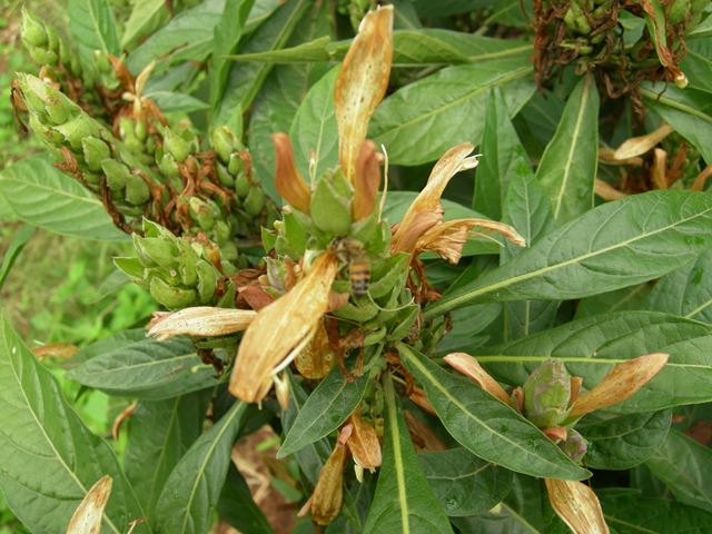 Metarungia longistrobus flowers and  leaves