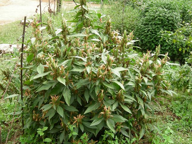 Metarungia longistrobus young shrub