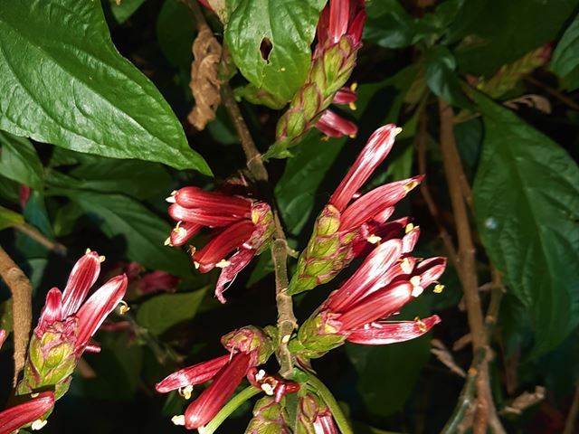 Metarungia pubinervia nectar for wildlife
