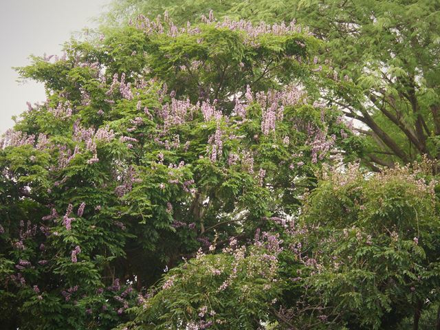 Millettia grandis indigenous tree with flowers