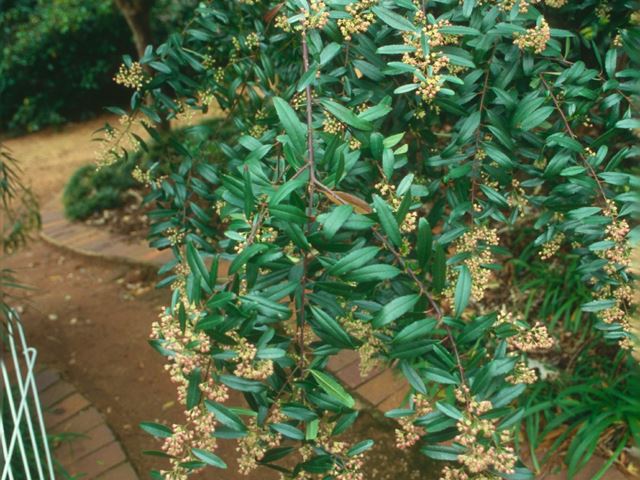 Noltea africana flowers and leaves