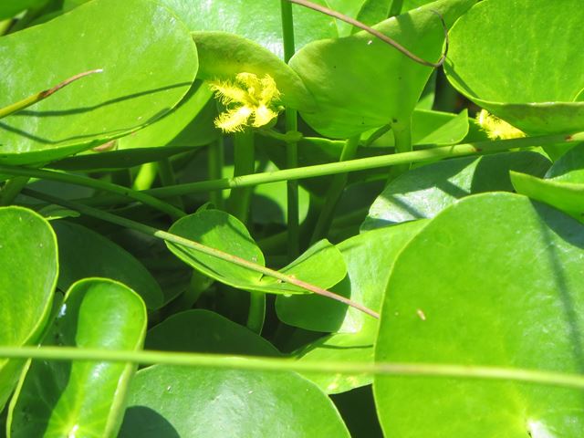 Nymphoides indica indigenous water plant