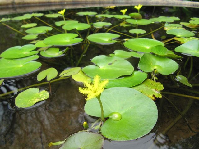 Nymphoides indica leaves flowers