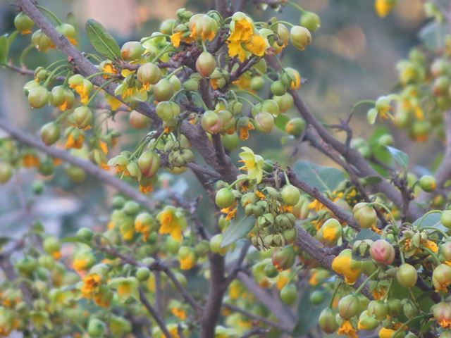 Ochna serrulata branches with buds
