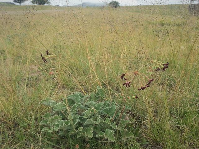 Pelargonium sidoides Black Pelargonium in grassland in Eastern Cape