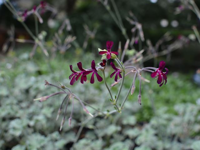 Pelargonium sidoides flowers 2