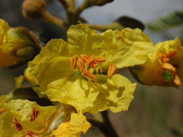 Peltophorum africanum single flower from inflorescence