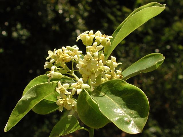 Pittosporum viridiflorum flowers 1