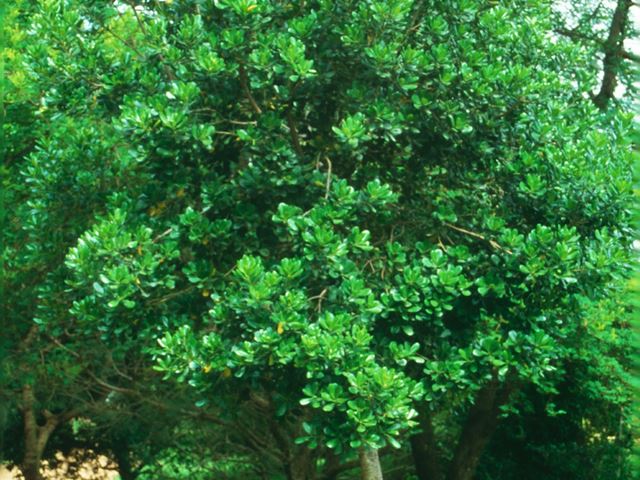 Pittosporum viridiflorum young tree