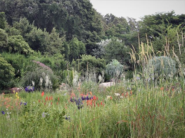 Plant a grassland with indigenous grasses and flowering plants Setaria sphacelata tall grass
